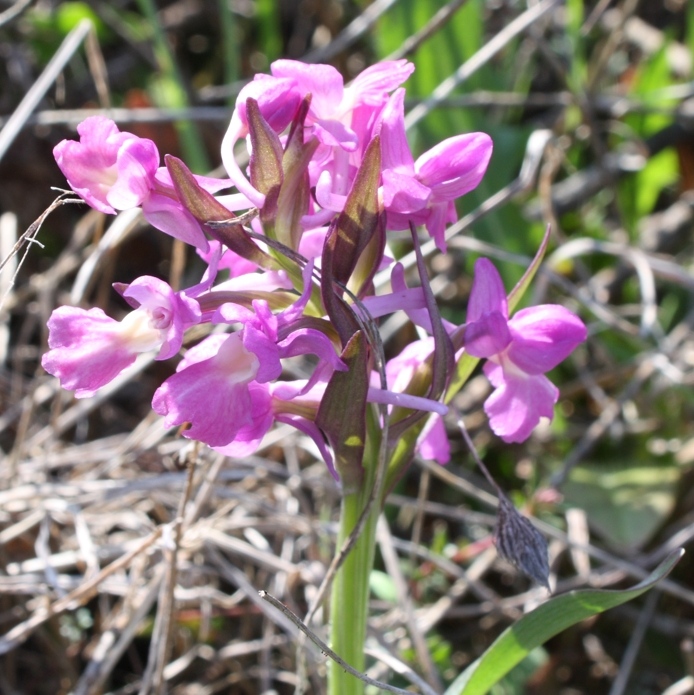 Orchis morio  x O. papilionacea (Orchis x gennarii) ...e...